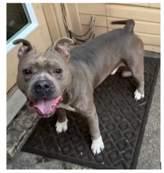 Found/Stray Male Dog last seen Birch Bend and Helen Lane in Creek Crossing ests in Mesquite, Mesquite, TX 75150
