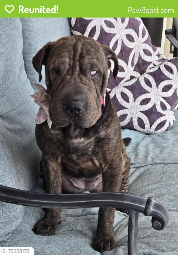 Reunited Female Dog last seen Lindsay/Ray, Gilbert, AZ 85296