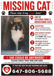Lost Female Cat last seen Victoria park and morecambe gt, Toronto, ON M1W 2T4