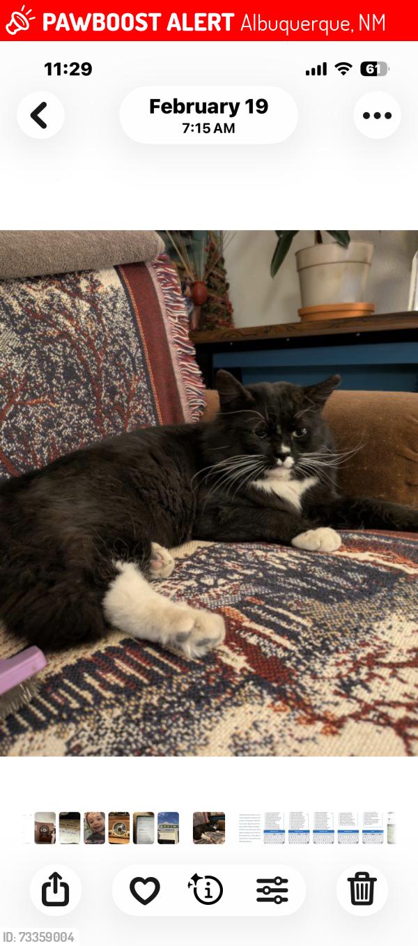 Lost Male Cat last seen Hilton Ave NE between Washington & Morningside, Albuquerque, NM 87110