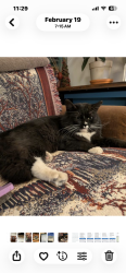 Lost Male Cat last seen Hilton Ave NE between Washington & Morningside, Albuquerque, NM 87110