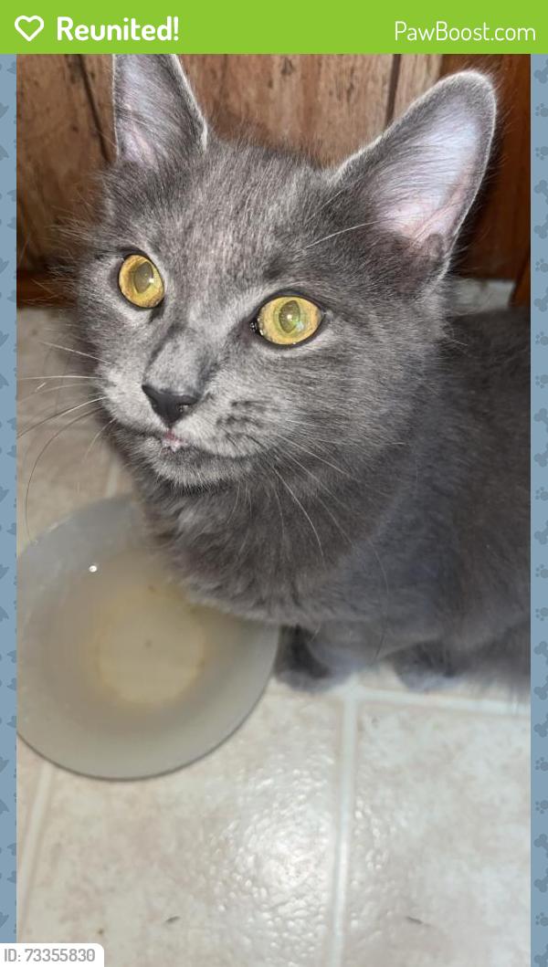 Reunited Male Cat last seen Dollar general market, Kingsport, TN 37665