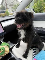 Found/Stray Male Dog last seen S pacific, Los Angeles, CA 90038
