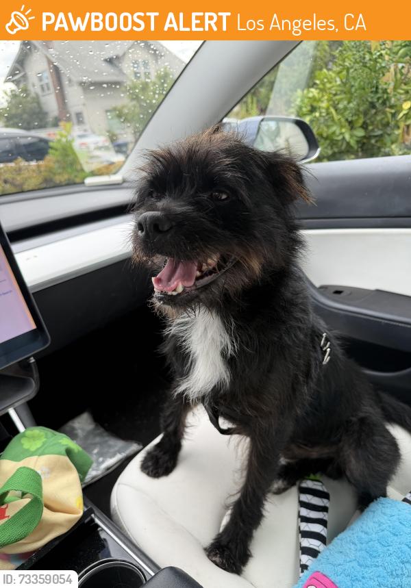 Found/Stray Male Dog last seen S pacific, Los Angeles, CA 90038
