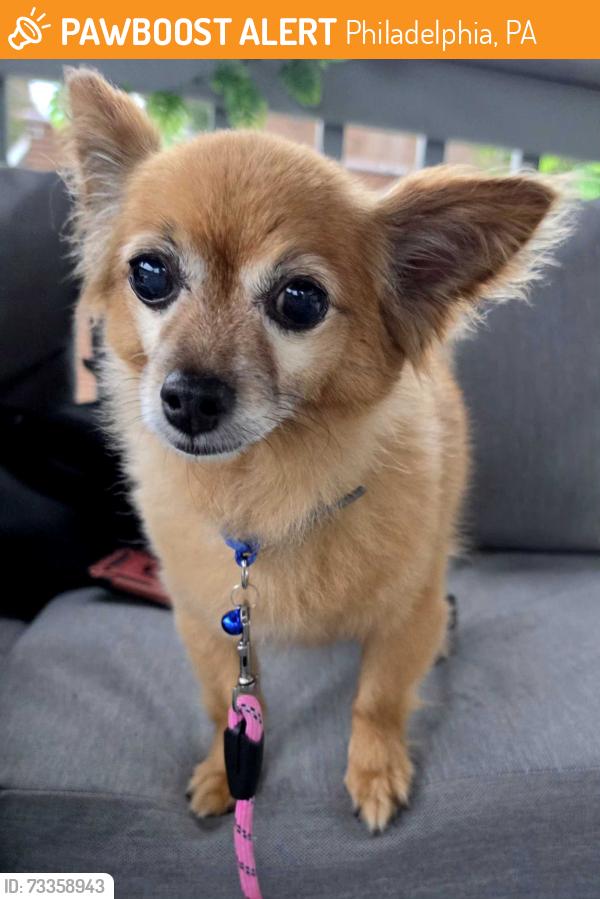 Found/Stray Male Dog last seen Tyson ave btwn cottage st and Gillespie, Philadelphia, PA 19135