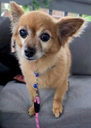 Found/Stray Male Dog last seen Tyson ave btwn cottage st and Gillespie, Philadelphia, PA 19135