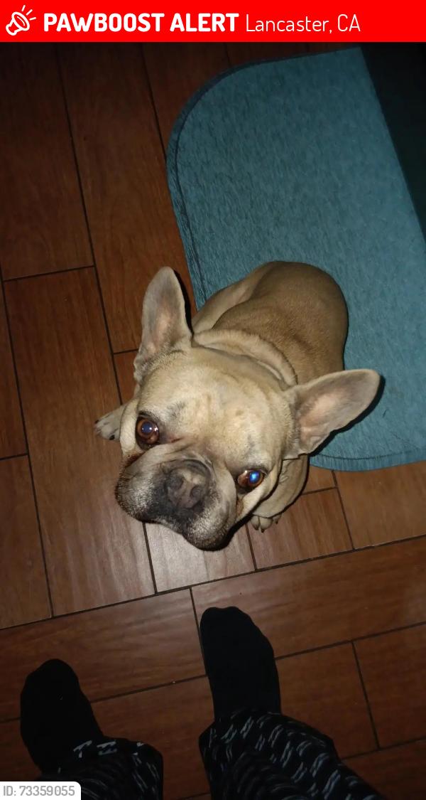 Lost Male Dog last seen Joshua Elementary, Lancaster, CA 93535