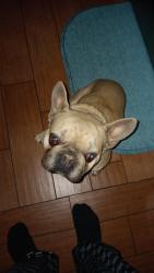 Lost Male Dog last seen Joshua Elementary, Lancaster, CA 93535