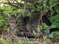 Lost Male Cat last seen South Bannock and South Broadway and Evans , Illiff, Denver, CO 80223