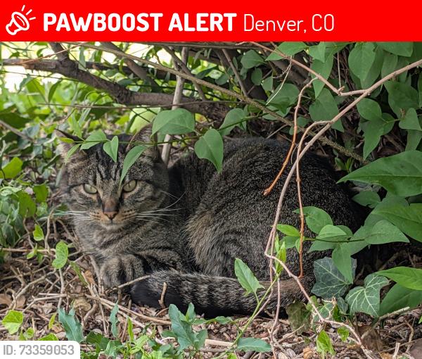 Lost Male Cat last seen South Bannock and South Broadway and Evans , Illiff, Denver, CO 80223