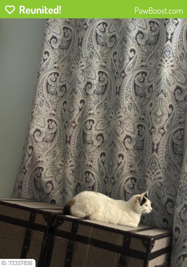 Reunited Female Cat last seen Haste Street, Berkeley, CA 94704