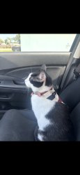 Reunited Male Cat last seen Near Special Olympics Dr Chicago Illinois, Chicago, IL 60602