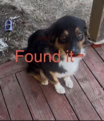 Reunited Female Dog last seen Bradshaw animal shelter, Sacramento County, CA 95829