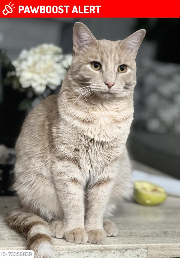 Lost Male Cat last seen Leigh ct canton Mi, Canton Township, MI 48188