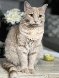 Lost Male Cat last seen Leigh ct canton Mi, Canton Township, MI 48188