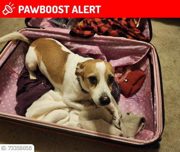Lost Male Dog last seen Lakeview Forest Lane, Montgomery County, TX 77316