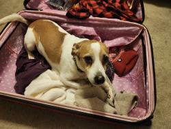 Lost Male Dog last seen Lakeview Forest Lane, Montgomery County, TX 77316