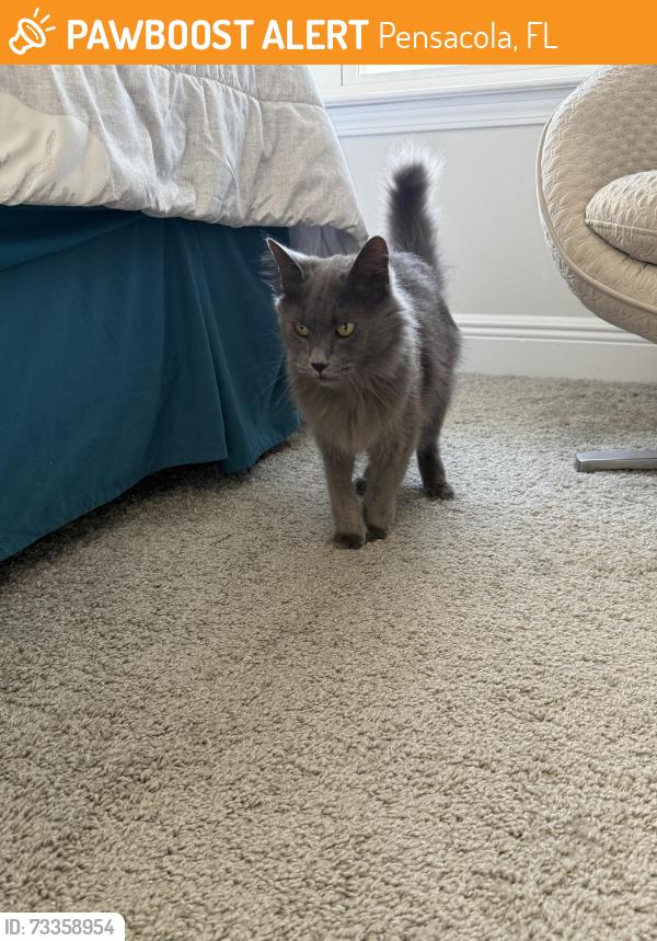 Found/Stray Male Cat last seen Aruba st and little creek, Pensacola, FL 32506