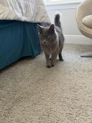 Found/Stray Male Cat last seen Aruba st and little creek, Pensacola, FL 32506