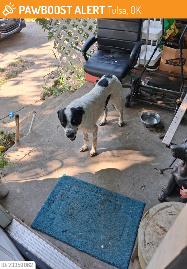 Found/Stray Male Dog last seen Edison and gilcrease museum rd, Tulsa, OK 74127