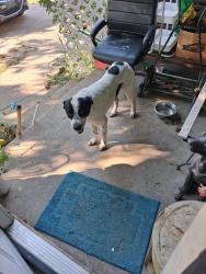 Found/Stray Male Dog last seen Edison and gilcrease museum rd, Tulsa, OK 74127