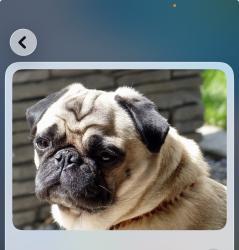 Lost Male Dog last seen Near Southern sun, San Antonio, TX 78245