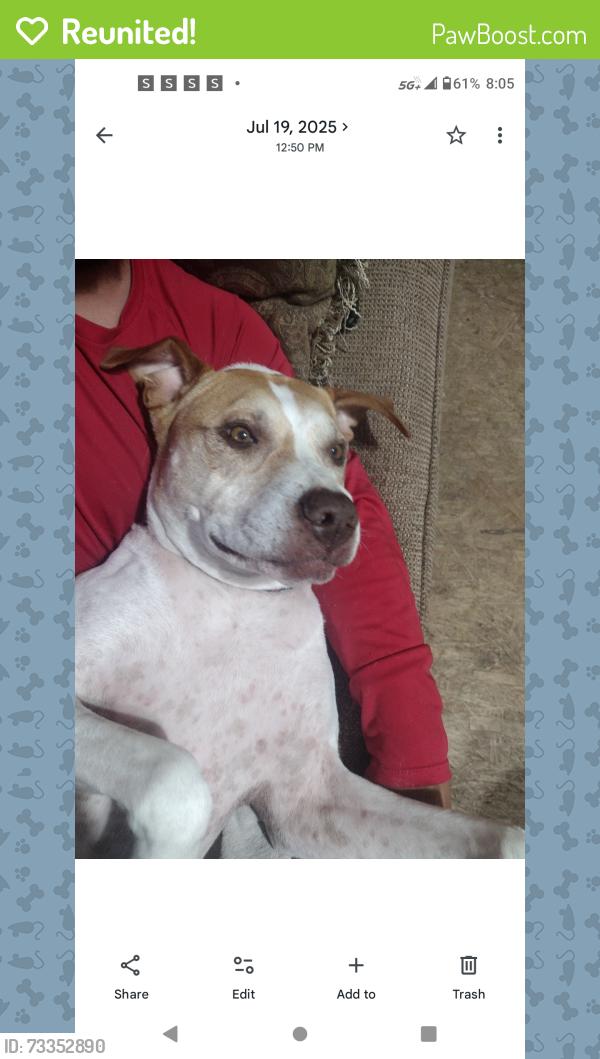 Reunited Male Dog last seen Greiner middle school, Dallas, TX 75208