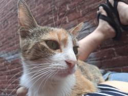 Lost Female Cat last seen Near Franklin Street by the Barta bus station, Reading, PA 19602