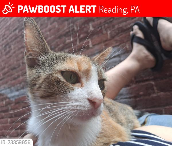 Lost Female Cat last seen Near Franklin Street by the Barta bus station, Reading, PA 19602