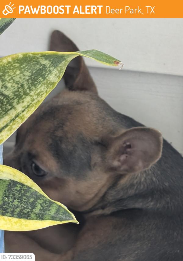Found/Stray Male Dog last seen Deer Park, Deer Park, TX 77536
