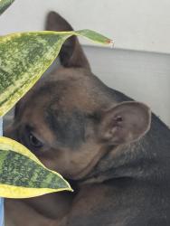 Found/Stray Male Dog last seen Deer Park, Deer Park, TX 77536