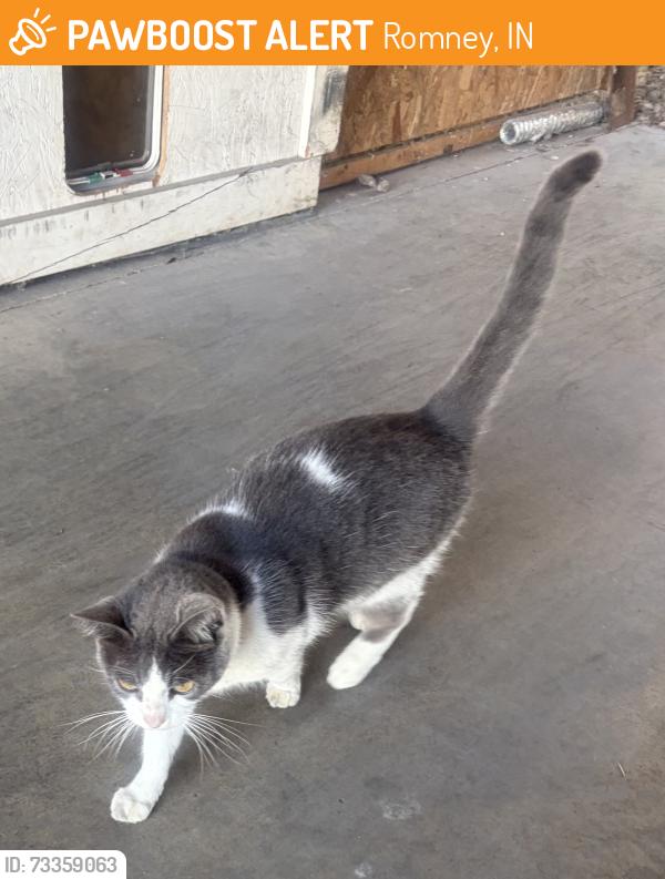 Found/Stray Unknown Cat last seen In the neighborhood of S 100 W north of Romney, Romney, IN 47981