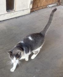 Found/Stray Unknown Cat last seen In the neighborhood of S 100 W north of Romney, Romney, IN 47981