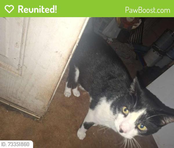 Reunited Male Cat last seen Near Lovelace rd, Forest City, NC 28043