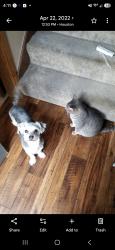 Reunited Female Dog last seen Dominion rennie, Katy, TX 77450