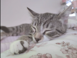 Lost Female Cat last seen Near Merwyn Rd, Jacksonville, FL 32207, Jacksonville, FL 32207