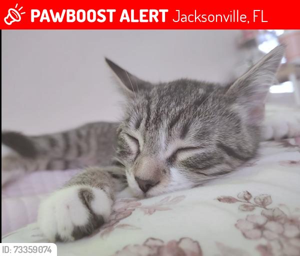 Lost Female Cat last seen Near Merwyn Rd, Jacksonville, FL 32207, Jacksonville, FL 32207