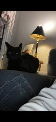 Lost Female Cat last seen Pine grove est Edenbridge, Kent, England 