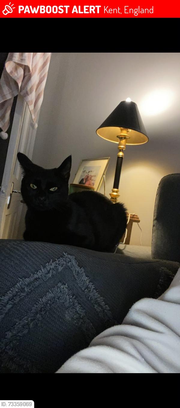 Lost Female Cat last seen Pine grove est Edenbridge, Kent, England 