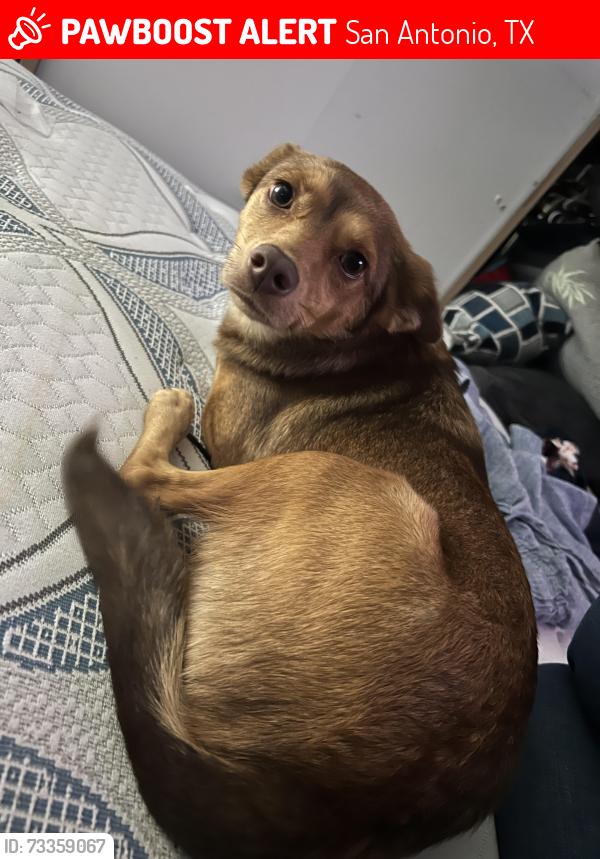 Lost Female Dog last seen E Woodlawn Ave & St Mary's, San Antonio, TX 78212