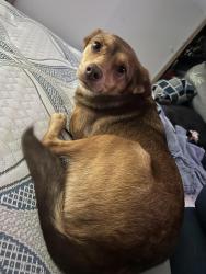 Lost Female Dog last seen E Woodlawn Ave & St Mary's, San Antonio, TX 78212