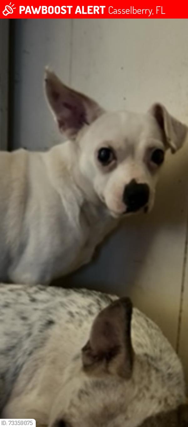 Lost Male Dog last seen Bayou dr and winter park dr, Casselberry, FL 32707