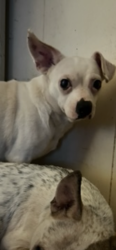 Lost Male Dog last seen Bayou dr and winter park dr, Casselberry, FL 32707