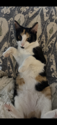 Lost Female Cat last seen Massasoit road, Worcester, MA 01604