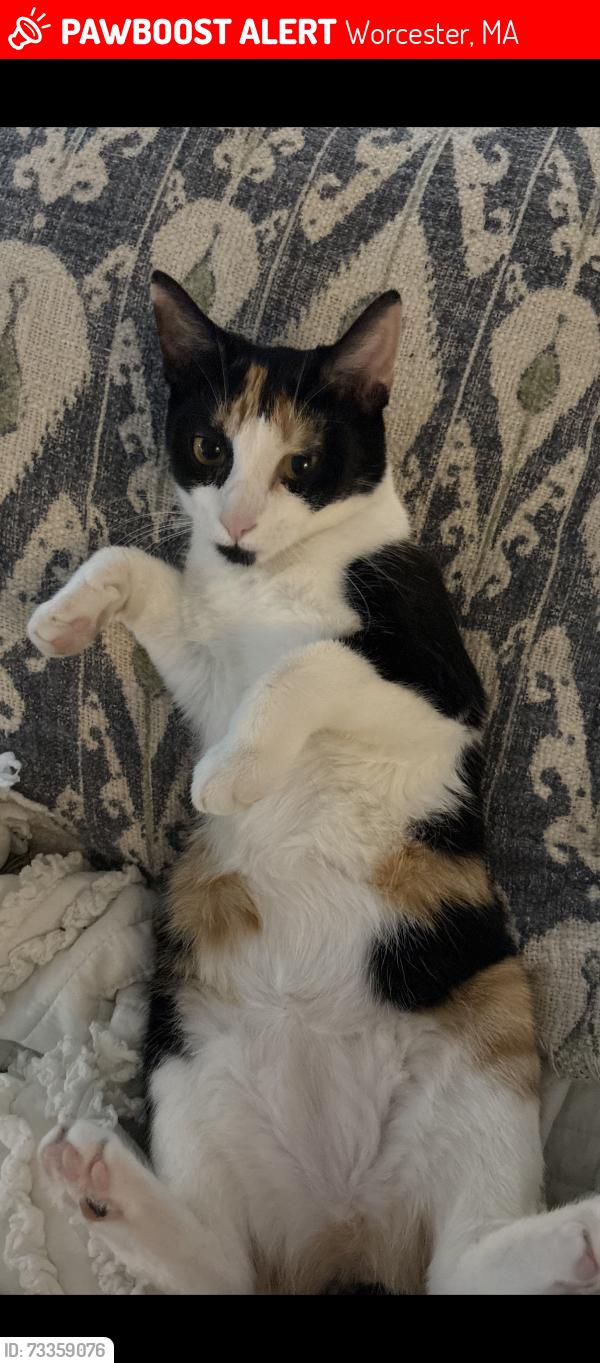Lost Female Cat last seen Massasoit road, Worcester, MA 01604