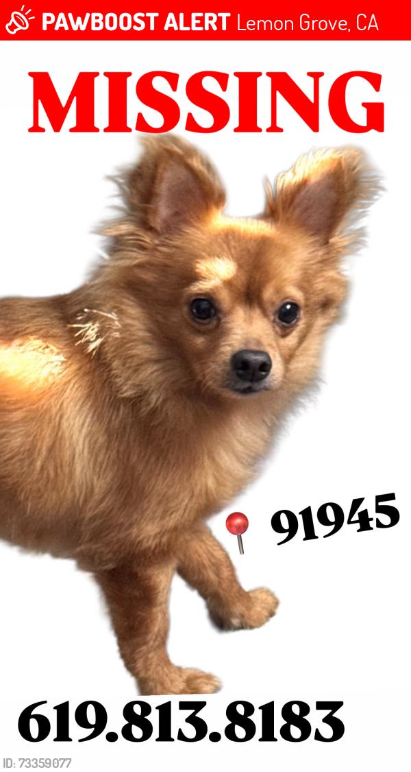 Lost Male Dog last seen Massachusetts and San Miguel, Lemon Grove, CA 91945