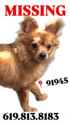 Lost Male Dog last seen Massachusetts and San Miguel, Lemon Grove, CA 91945