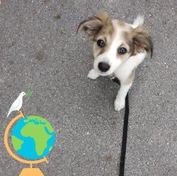 Lost Female Dog last seen US 41 Brooksville Fl, Brooksville, FL 34605