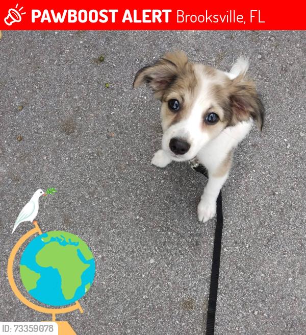 Lost Female Dog last seen US 41 Brooksville Fl, Brooksville, FL 34605
