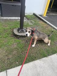 Reunited Female Dog last seen Hillsborough and Rosemont, Hillsborough County, FL 33550